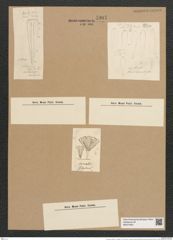 Licmophora oedipus f. elongata V.H. (de-Toni-Nr.: Genus 86, Species 2958) Zeichnungen Sammlung Grunow Nr. 5997 (NHMW-BOT-W0374487)